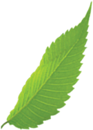 leaf